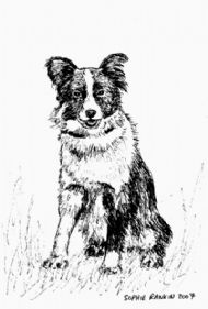 Collie Dog